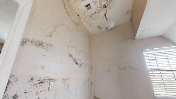 Best Post-Construction Mold Inspection  in La Vista, NE
