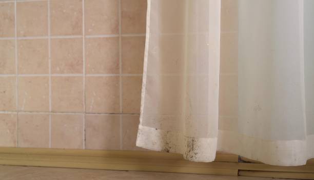 Best Mold Removal for HVAC Installations  in La Vista, NE
