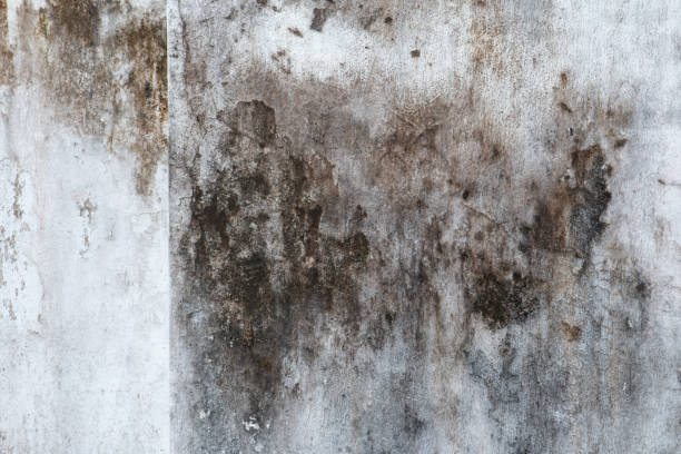 Mold Removal for HVAC Installations in La Vista, NE