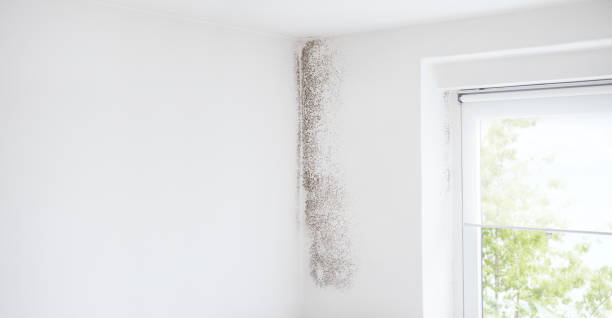 Best Commercial Mold Inspection  in La Vista, NE
