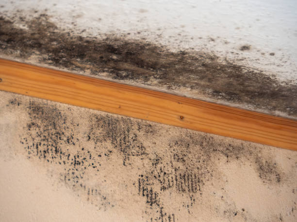 Best Mold Removal for HVAC Installations  in La Vista, NE