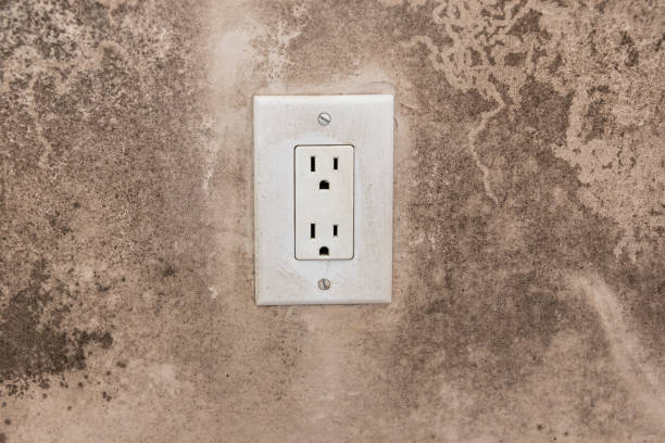 Best Mold Remediation for Rental Properties  in La Vista, NE