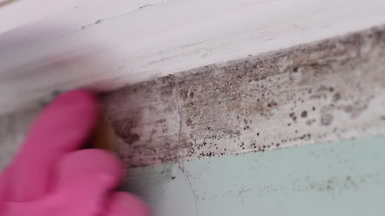 Best Environmental Consulting for Mold Prevention  in La Vista, NE